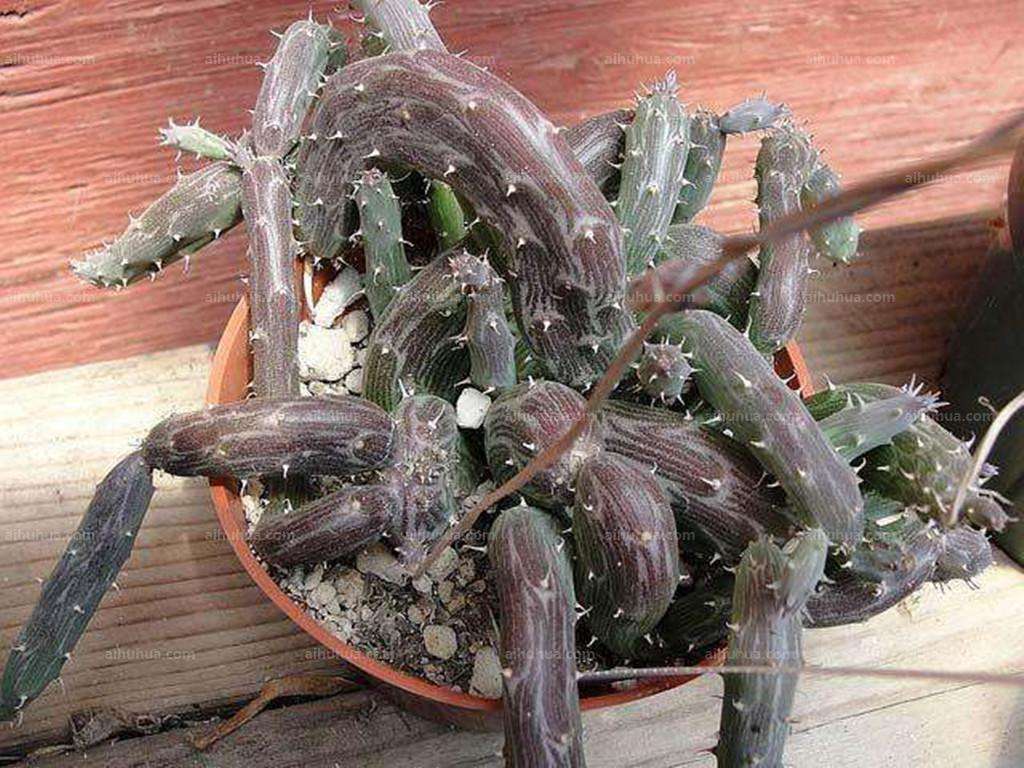 8种多肉太上头，外形独特又可爱，让人直呼太有趣了