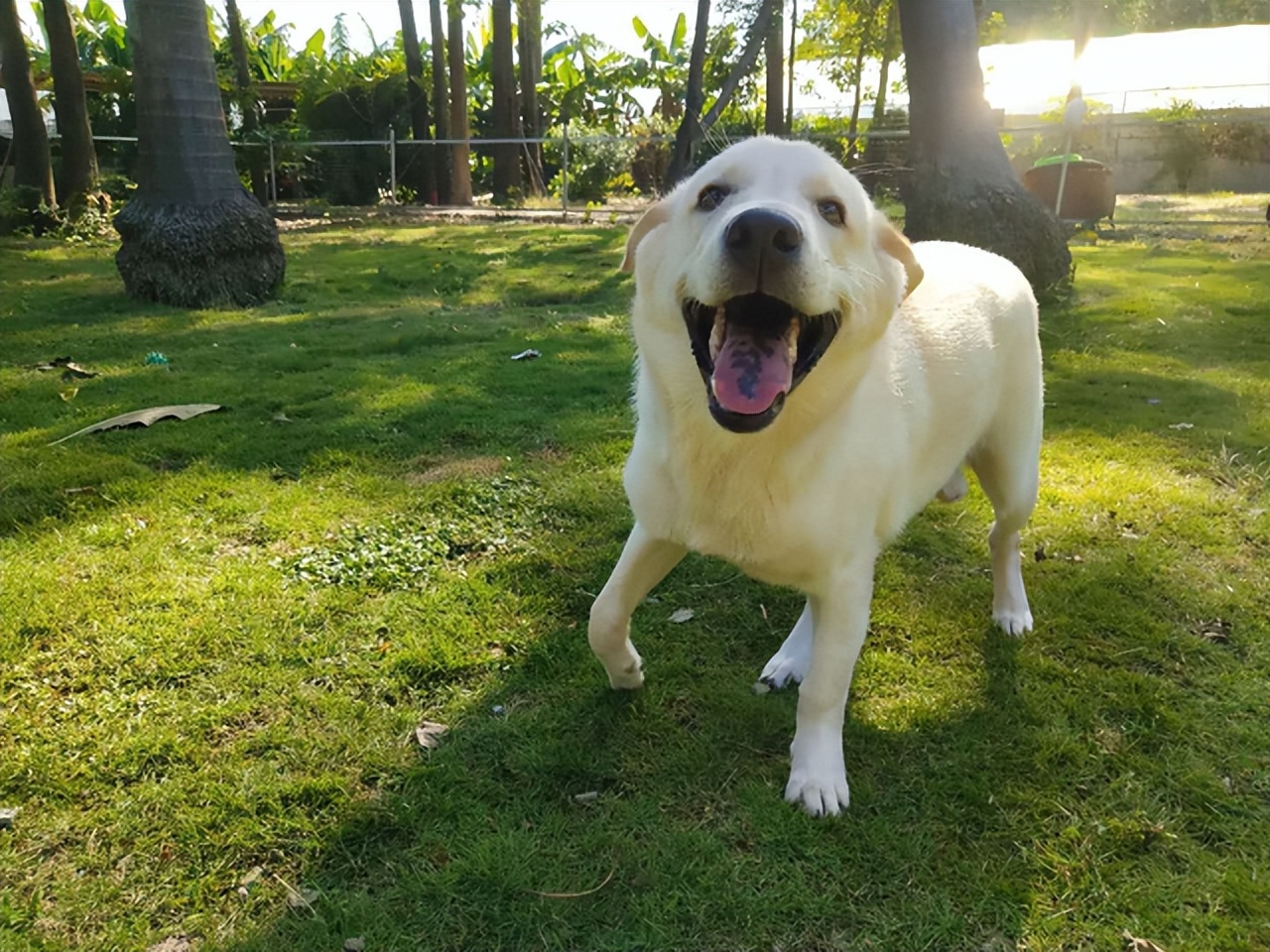 狗狗为什么会把自己当成小孩子,狗狗把自己当人了