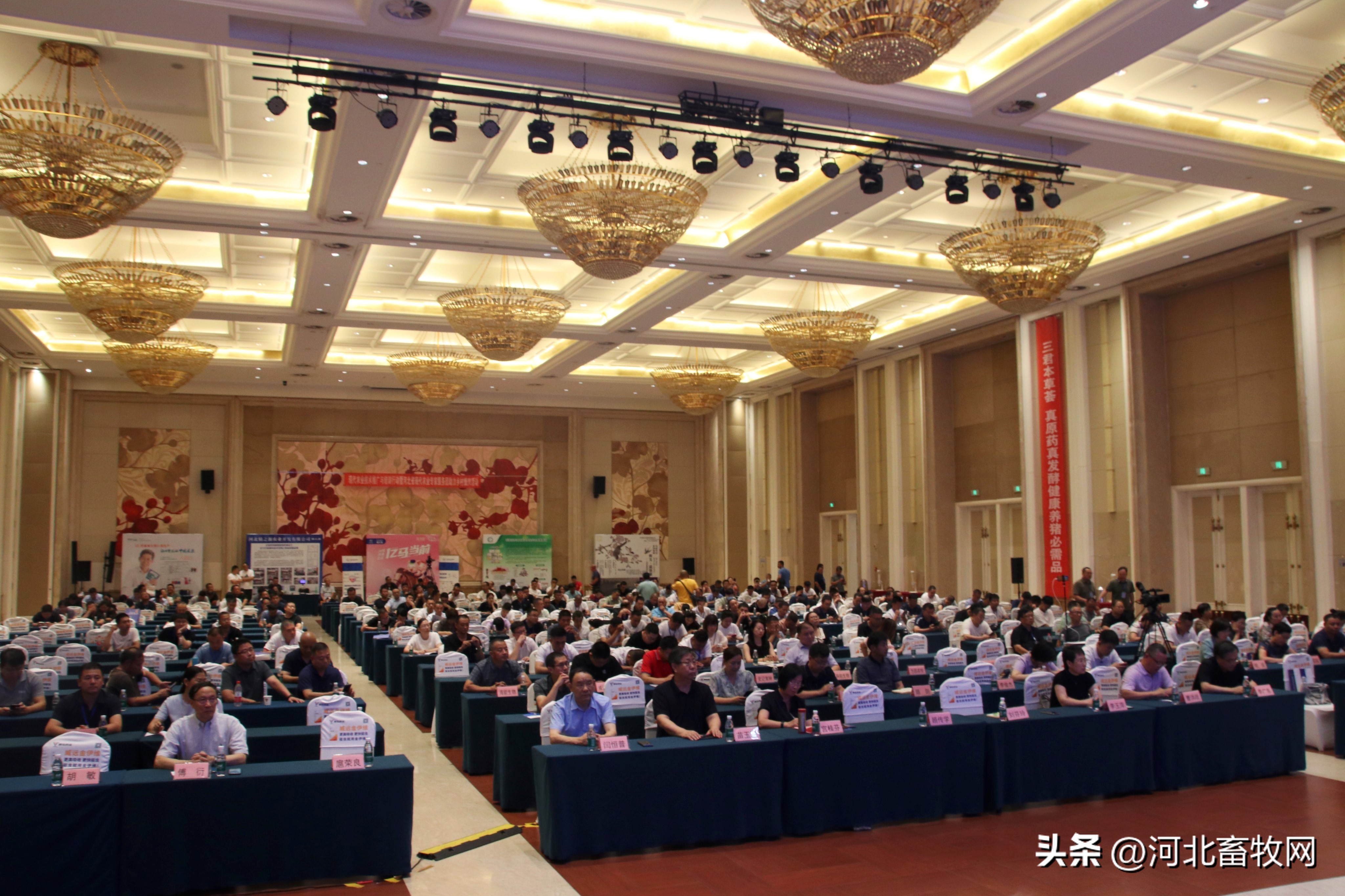 农业技术学推广,乡村振兴养猪技术