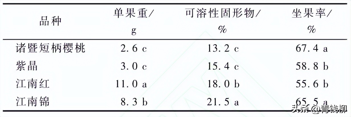 东阳樱桃大棚栽培技术,大棚种植的樱桃品种选择