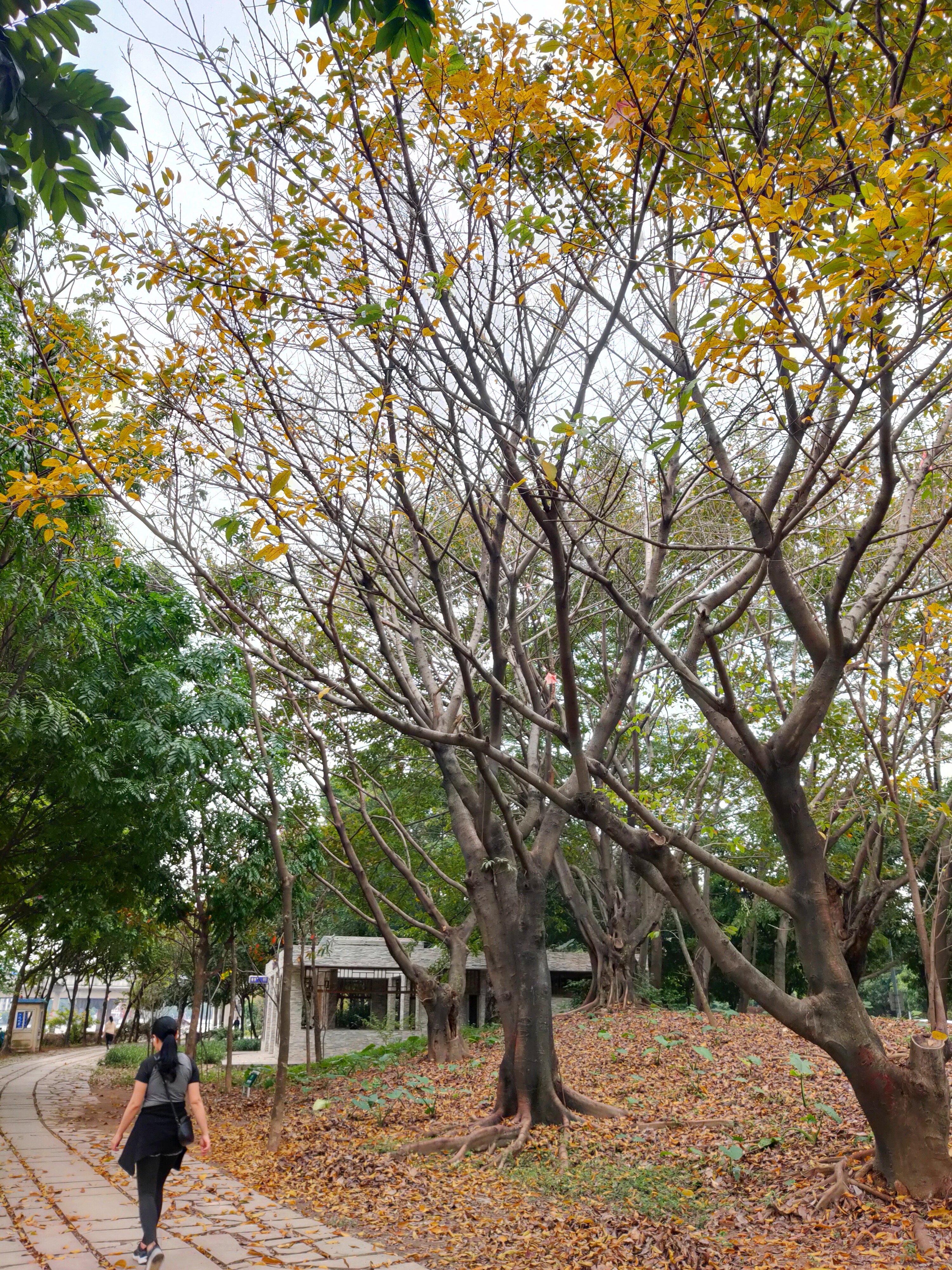 一花一世界一叶一菩提本来无一物,一花一世界一叶一菩提