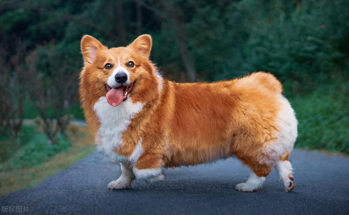 2022鑲栫嫍娴佸勾杩愮▼,2023鑲栫嫍娴佸勾杩愮▼