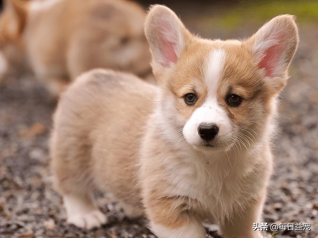 狗狗刚出生是白色的慢慢发黄,狗狗刚出生能看出是什么品种吗