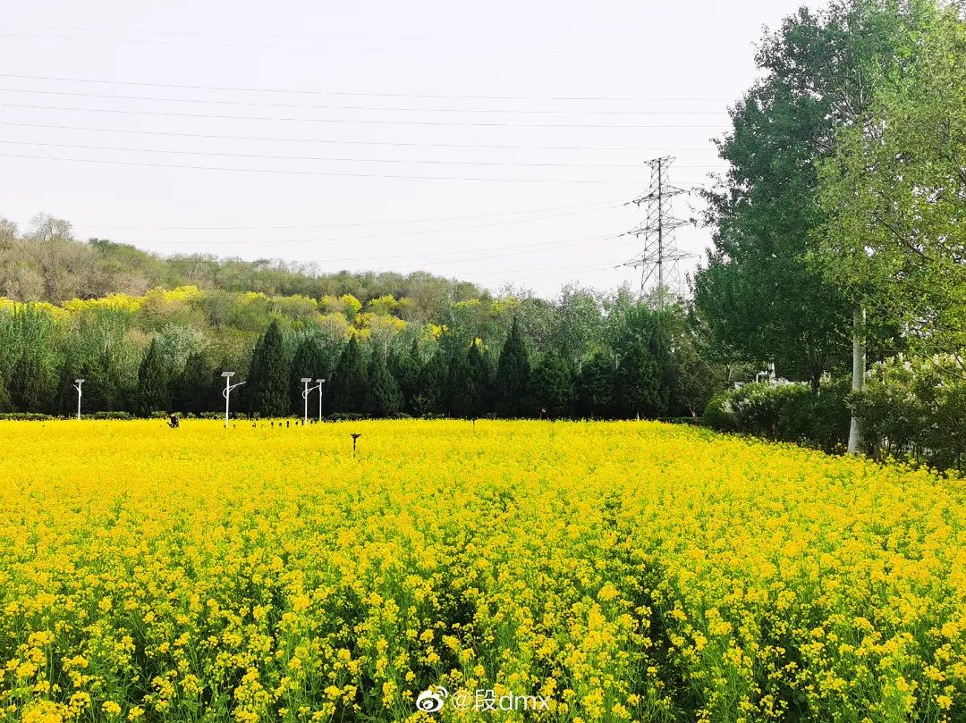 北京周边探秘京城最美油菜花海,北京油菜花必去的地方