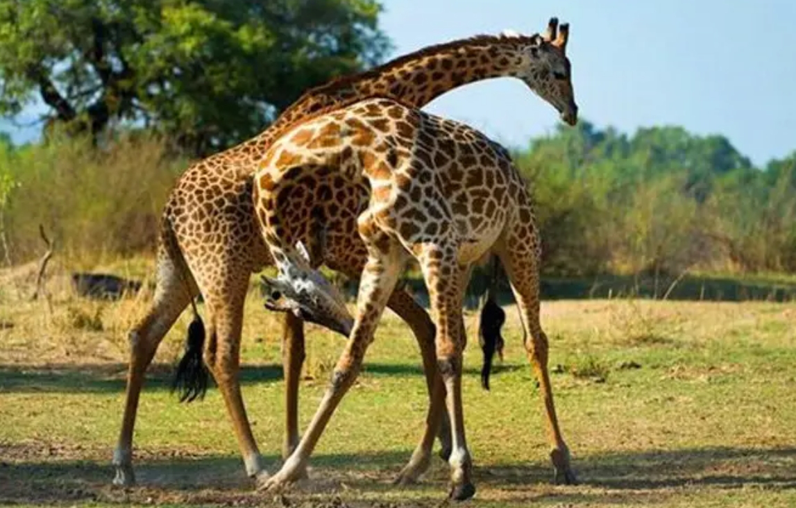 为什么猫咪交配时，公猫要死死咬住母猫的后颈？母猫的声音太凄惨