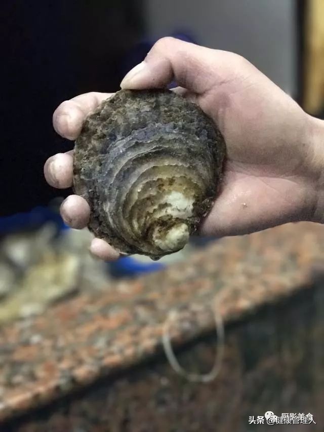 世界顶级海鲜食材,世界顶级的海鲜视频