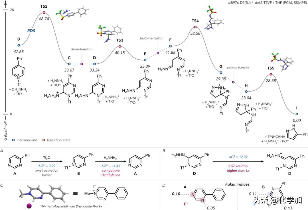 JACS：分子骨架编辑——剔除碳原子，嘧啶变吡唑