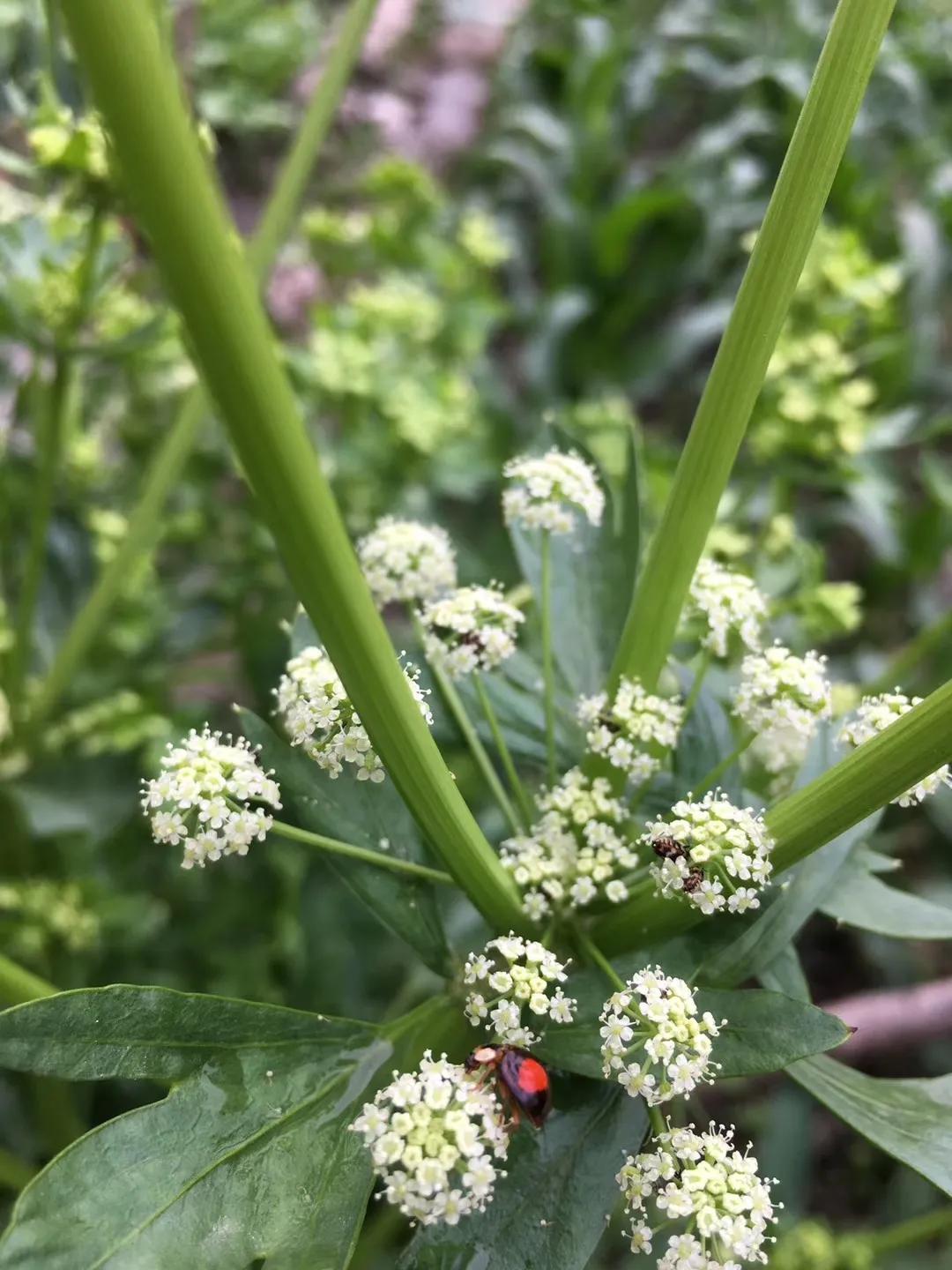 瓢虫雷迪第二季第4话,瓢虫雷迪超话