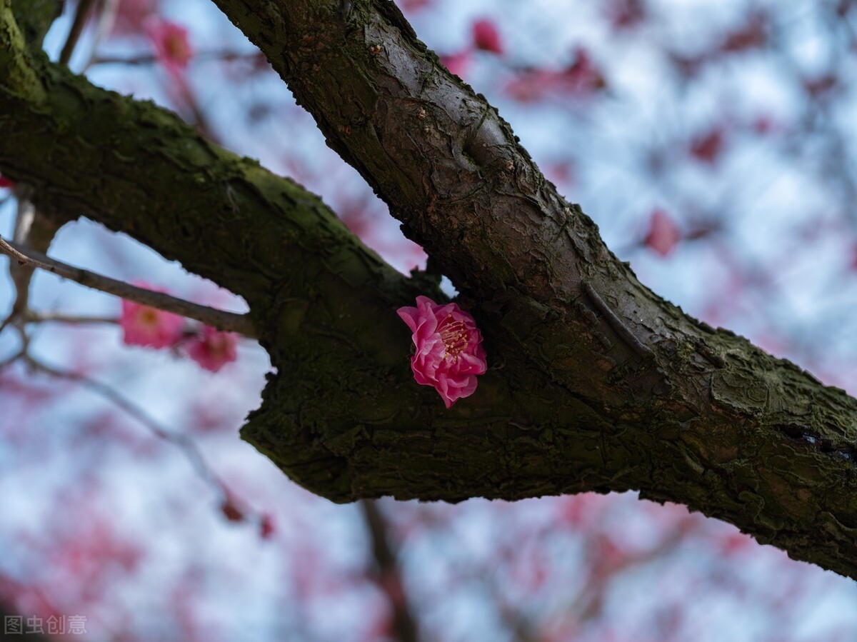 96号桉树苗,种桉树赚钱吗