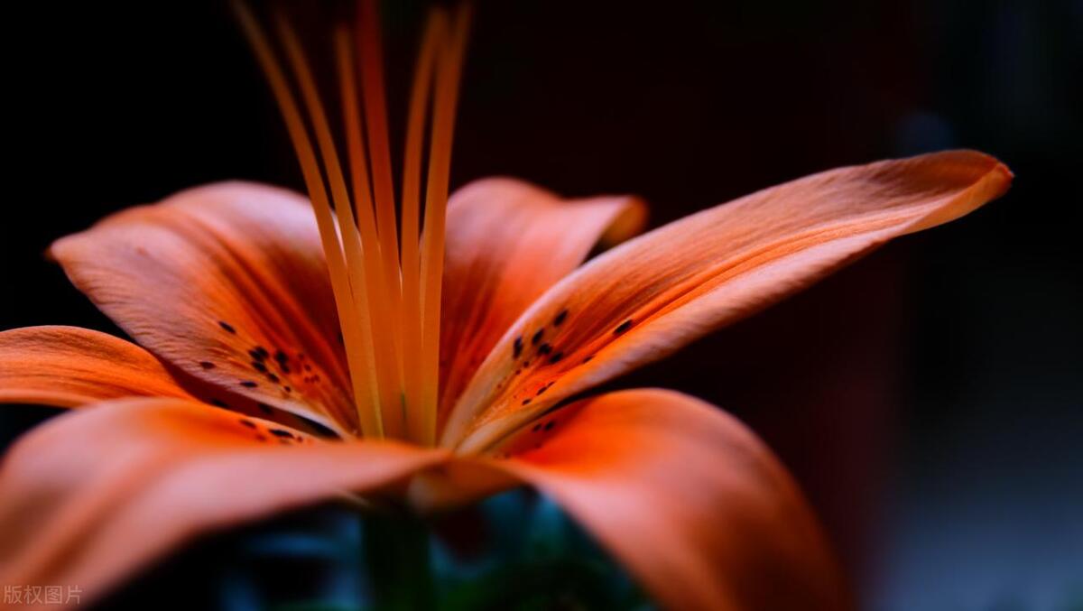 小叔子心疼嫂子,小叔子讨厌嫂子