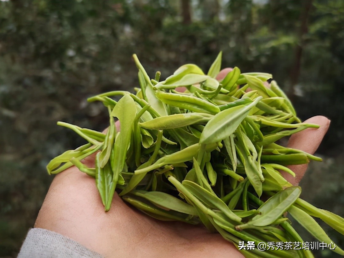茶艺师秀秀,茶人秀秀