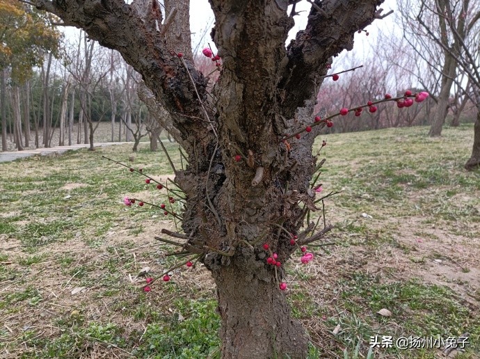 花花草草迎春来,花花草草生机勃勃