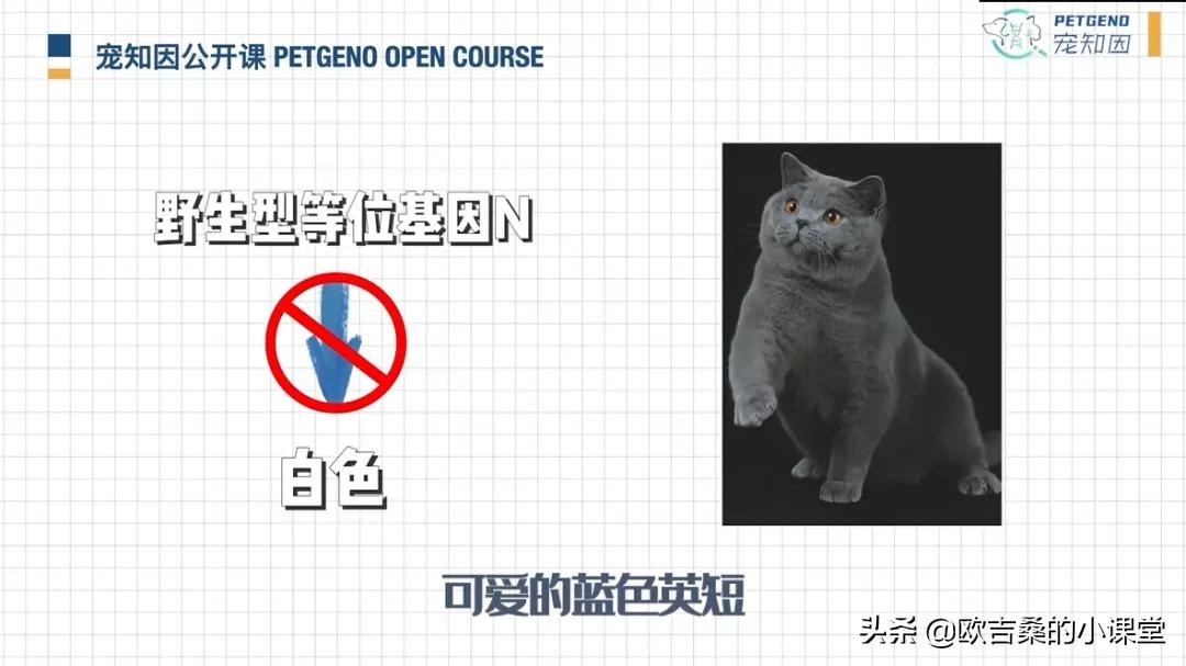 白斑基因可控吗,白斑基因优势