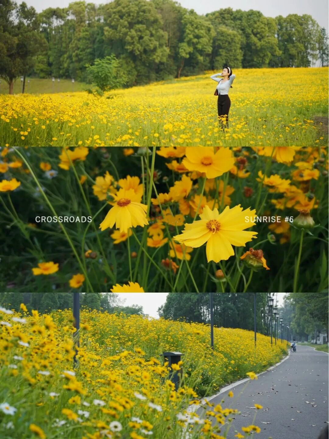 金鸡菊花海旅游攻略,金鸡菊花海美景