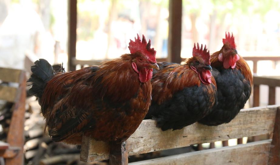 球虫预防,球虫预防有用吗