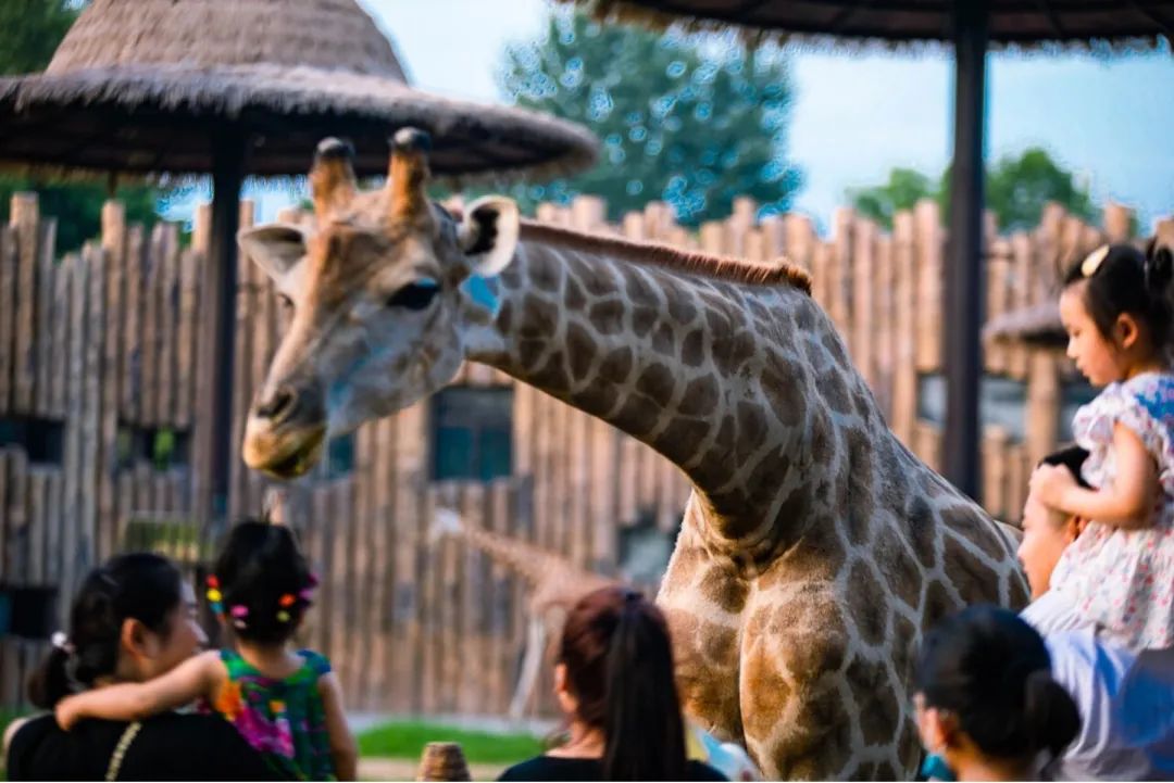 济南遛娃嗨玩这里享优惠,济南遛娃乐园周末