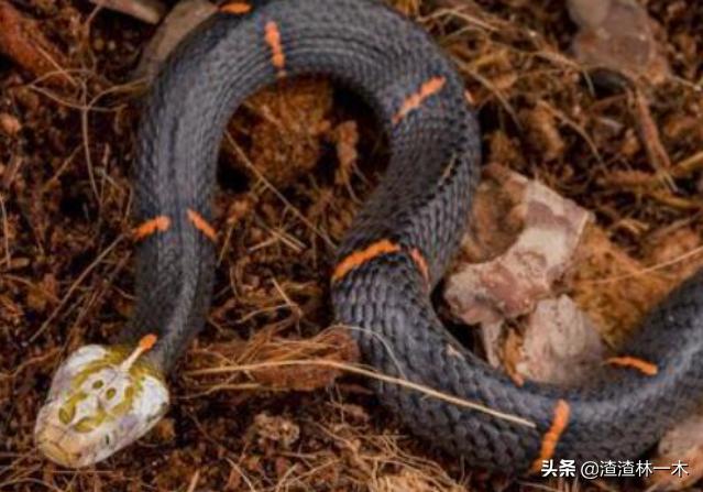 剧毒蝰蛇,毒性最强的蝰蛇