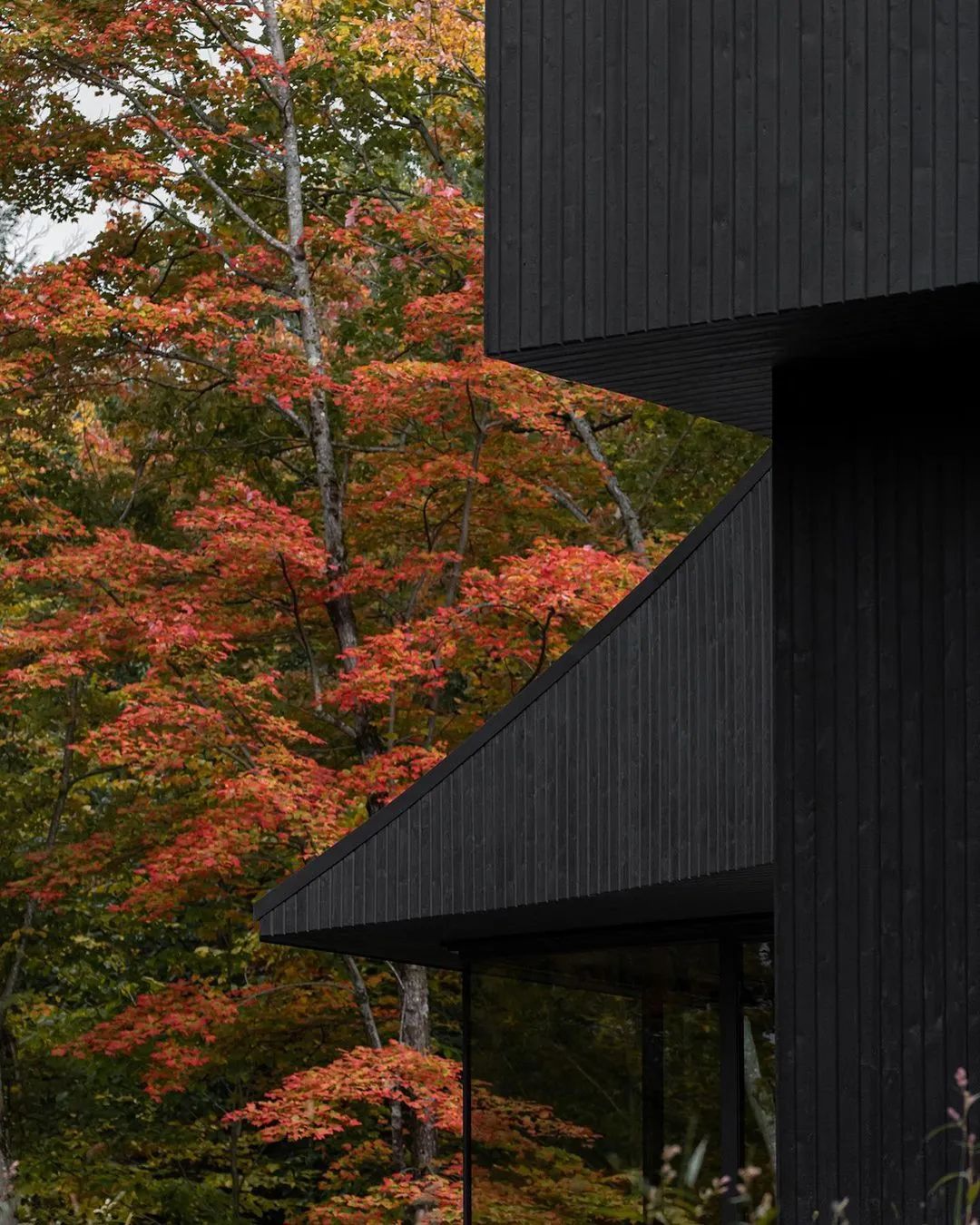 他们把家搬到了森林里，一间森林