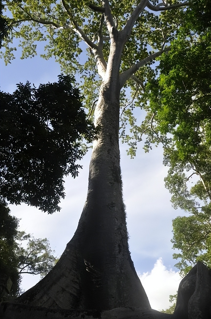 她，从护士到深圳女首富，手握8000项专利，苹果每年上缴100多亿