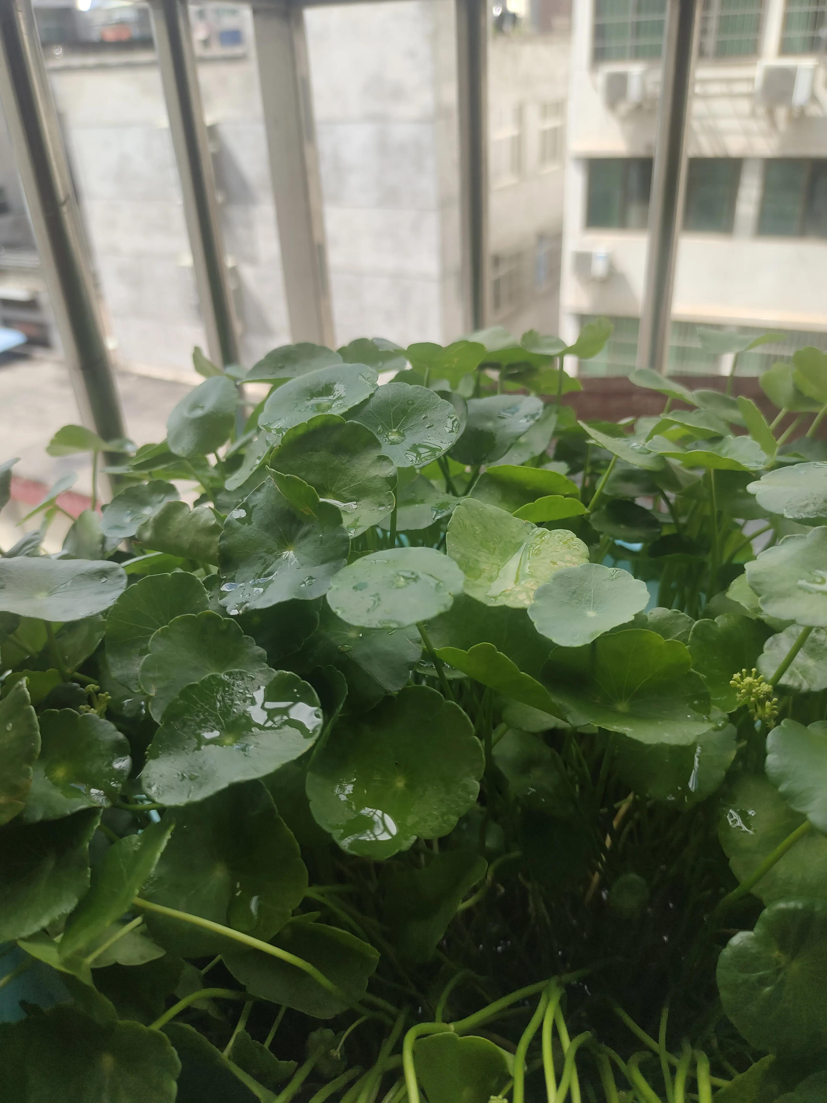 优美抒情散文朗诵,优美抒情散文