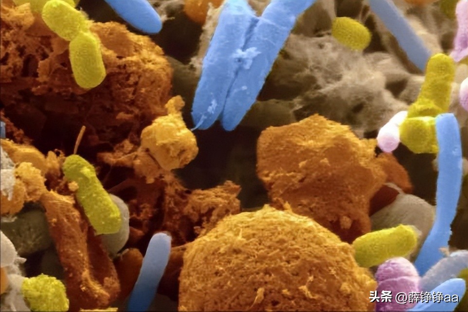 番茄青枯病害鉴别,分离番茄茎腐病真菌的方法