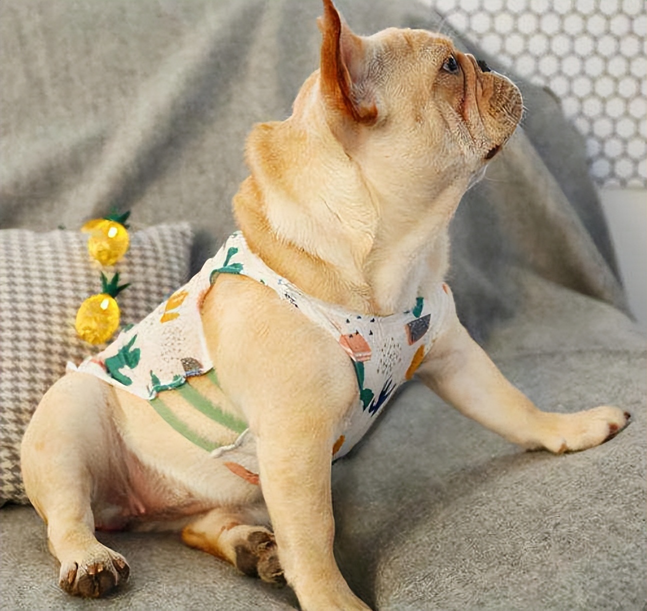 狗狗价格表又便宜又好养,便宜好养的狗狗