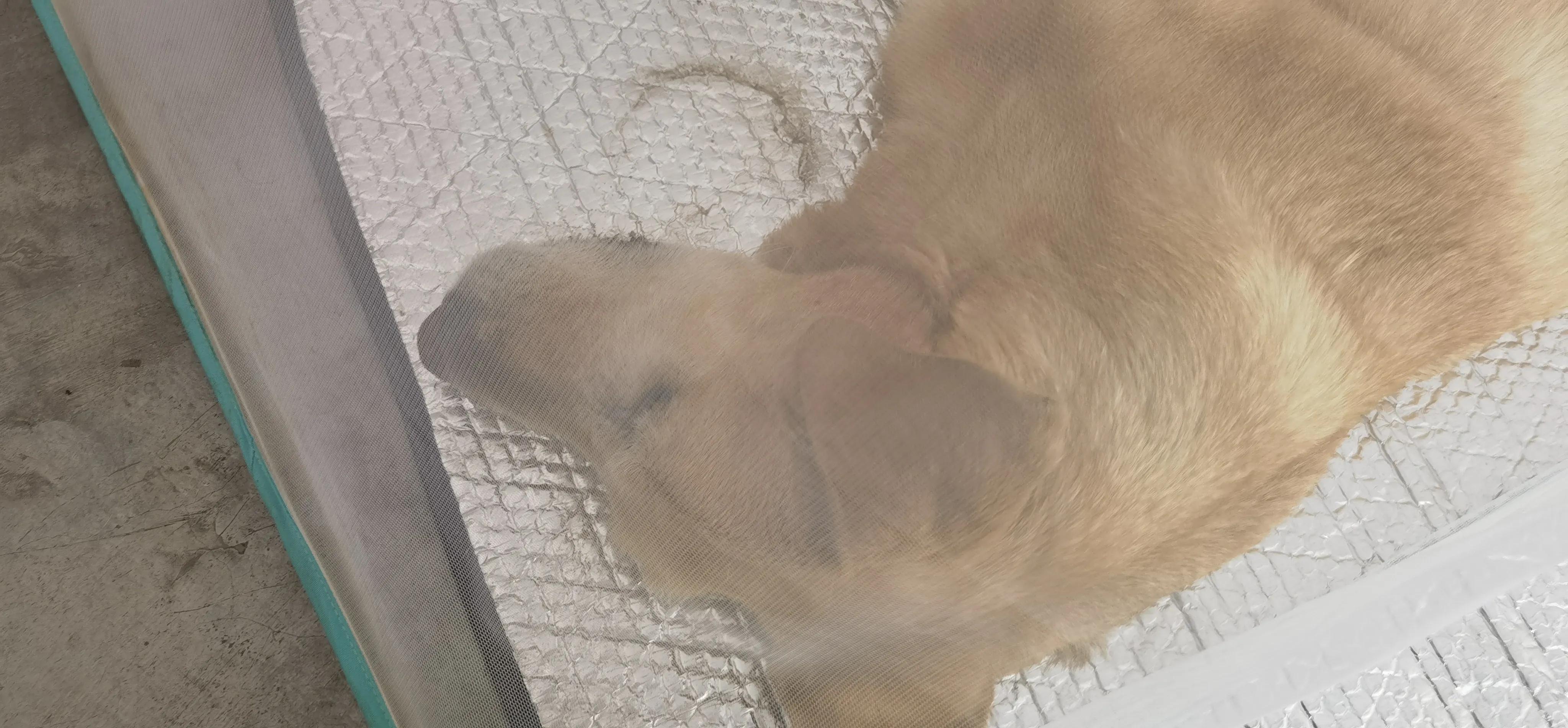 今天狗狗成成可能走到了生命尽头，已经两天不吃不喝了，却不悲伤