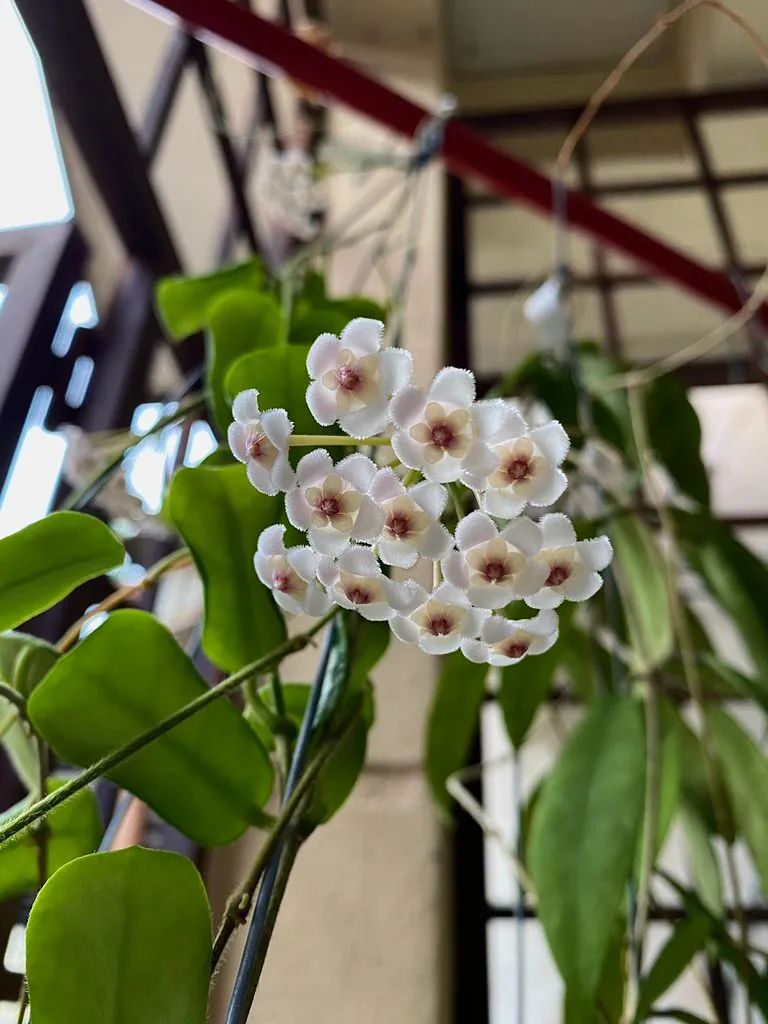 球兰养花养殖方法和注意事项,封闭阳台养花球兰