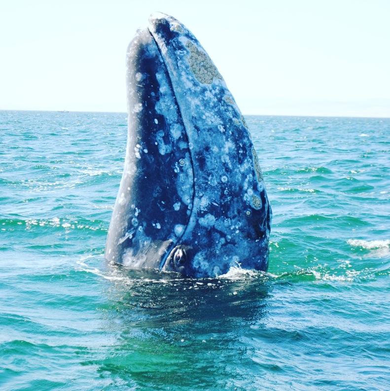 身上虱子太多，灰鲸无奈找人类帮忙，墨西哥船长秒变“搓澡工”！