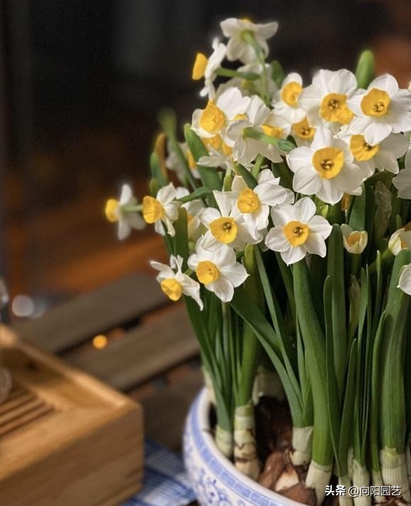 水培水仙没开花改土培水仙,水仙土栽和水培哪个开花早