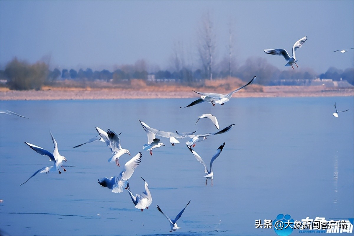 河南省黄河迎宾馆雪景,洛阳春来花似锦