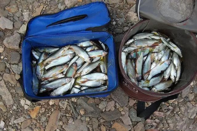 这鱼只生活在清澈水域，肉味极为鲜美，我们叫、溪哥