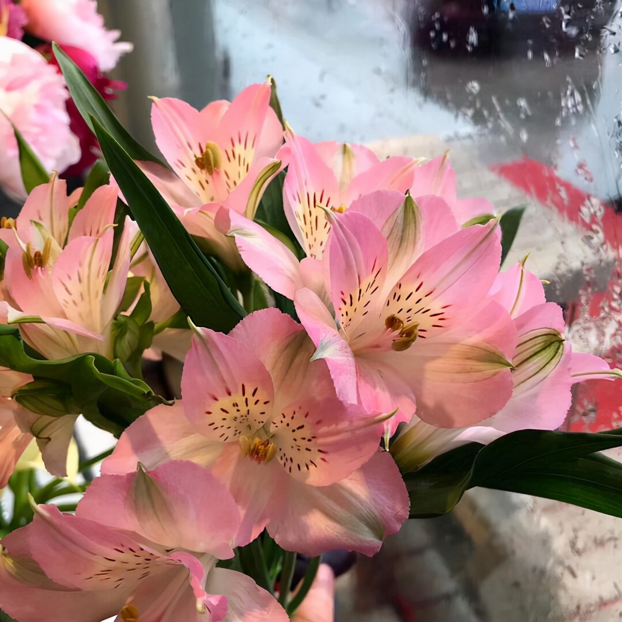 十二星座幸运花解读,十二星座幸运花双鱼座是紫罗兰