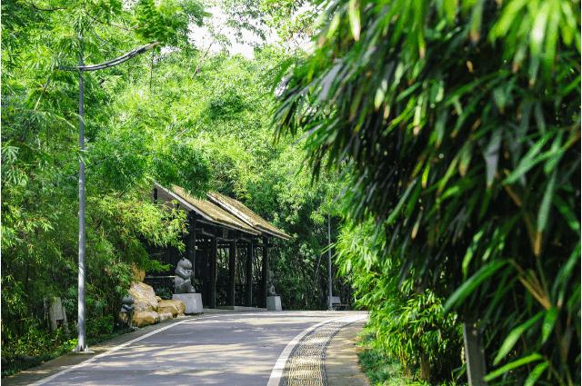 深圳莲花山公园航拍,航拍深圳凤凰山公园