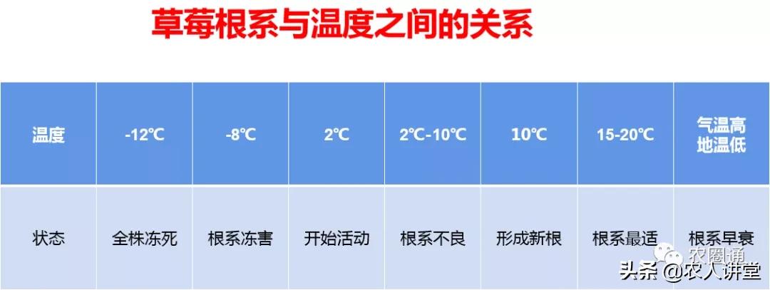 草莓的根系特征及草莓养根技巧,如何种植草莓苗让草莓长得更好