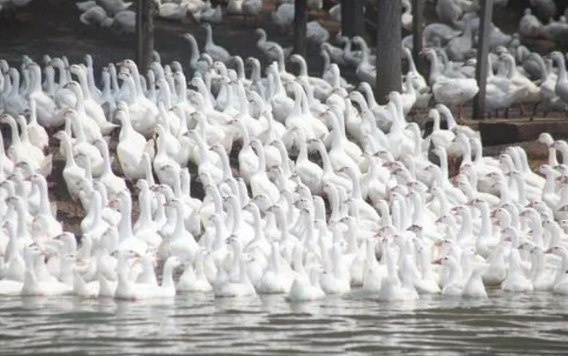 鹅老是抱窝怎样才能快速抱醒,老鹅抱窝怎么快速醒抱
