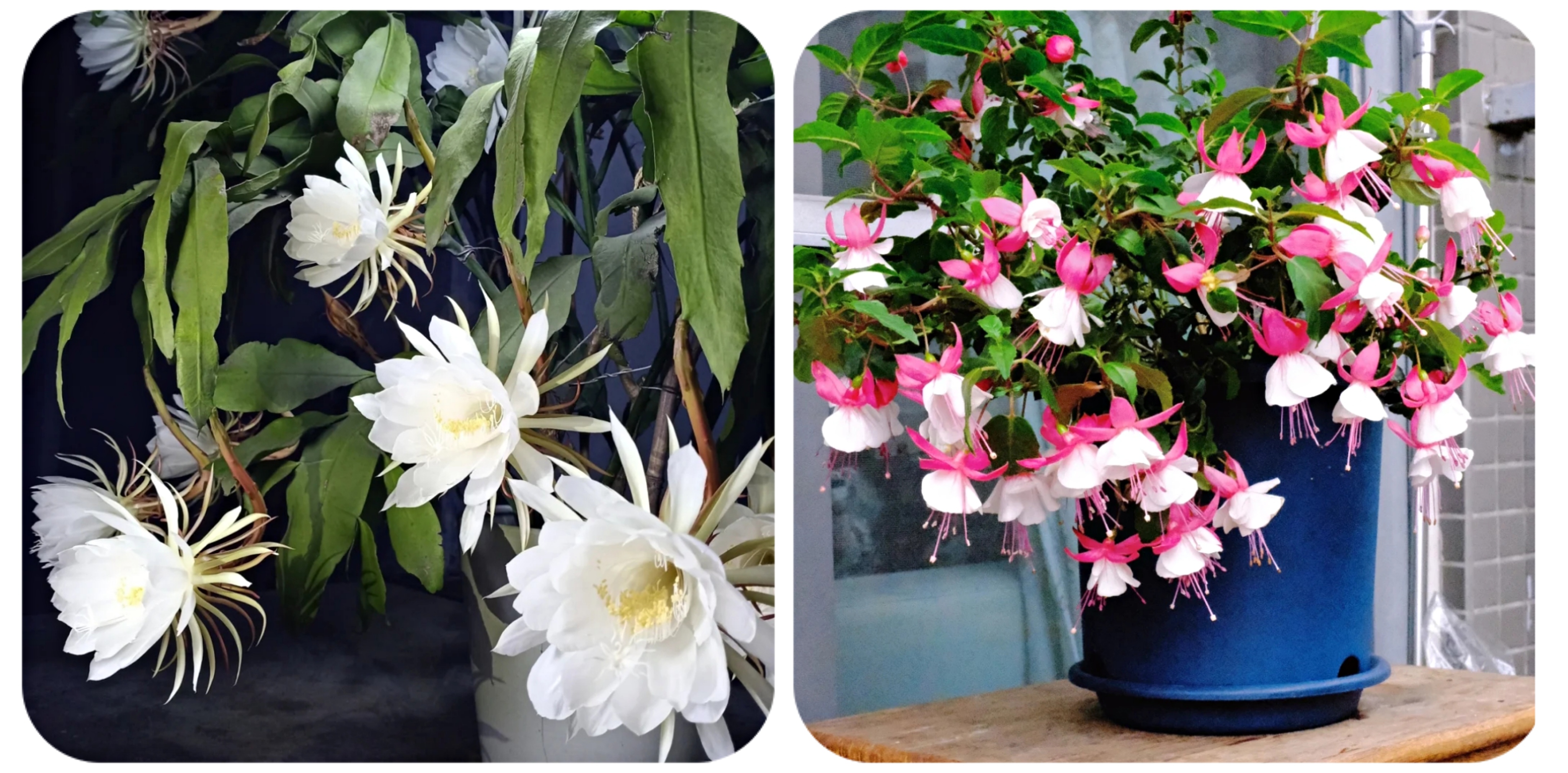 100个阳台养什么花好,100种阳台养的花草