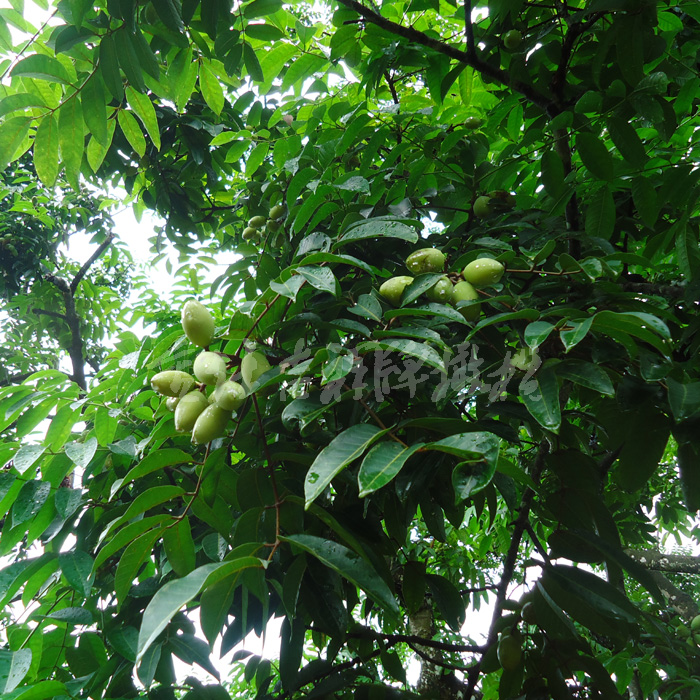 曾卖8万一颗，如今又被带火，果实800元一斤，又要跟风了
