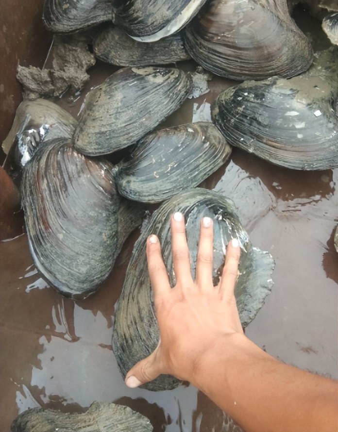 正在逐渐消失的6种河鲜,正在逐渐消失的五种河鲜