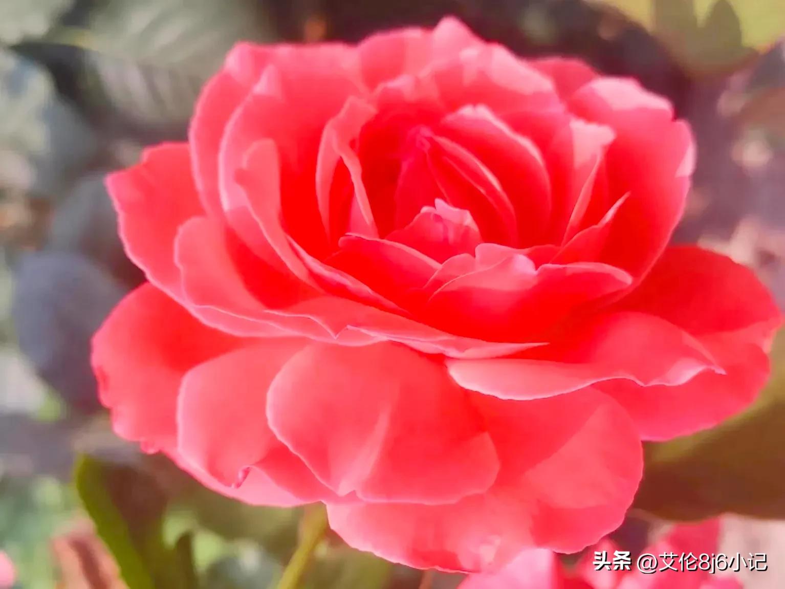 夏天鲜花盛开的唯美句子简短,冬日暖阳鲜花朵朵惬意的唯美句子