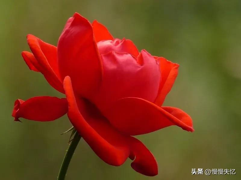 鍏充簬鐜懓鑺辩殑鍞編灏忚瘲,鐜懓鑺辨紓浜敮缇庣殑璇楀彞