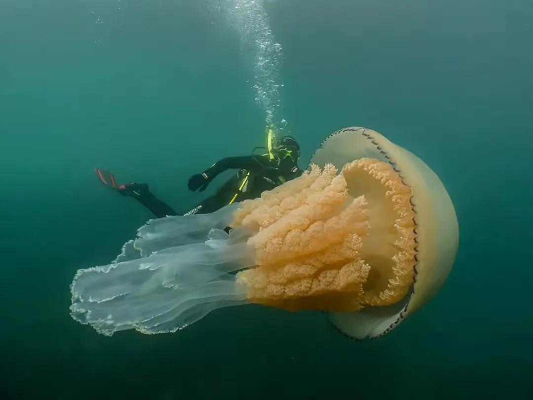 1853年日本第一武士老照片 (100张日本武士老照片)