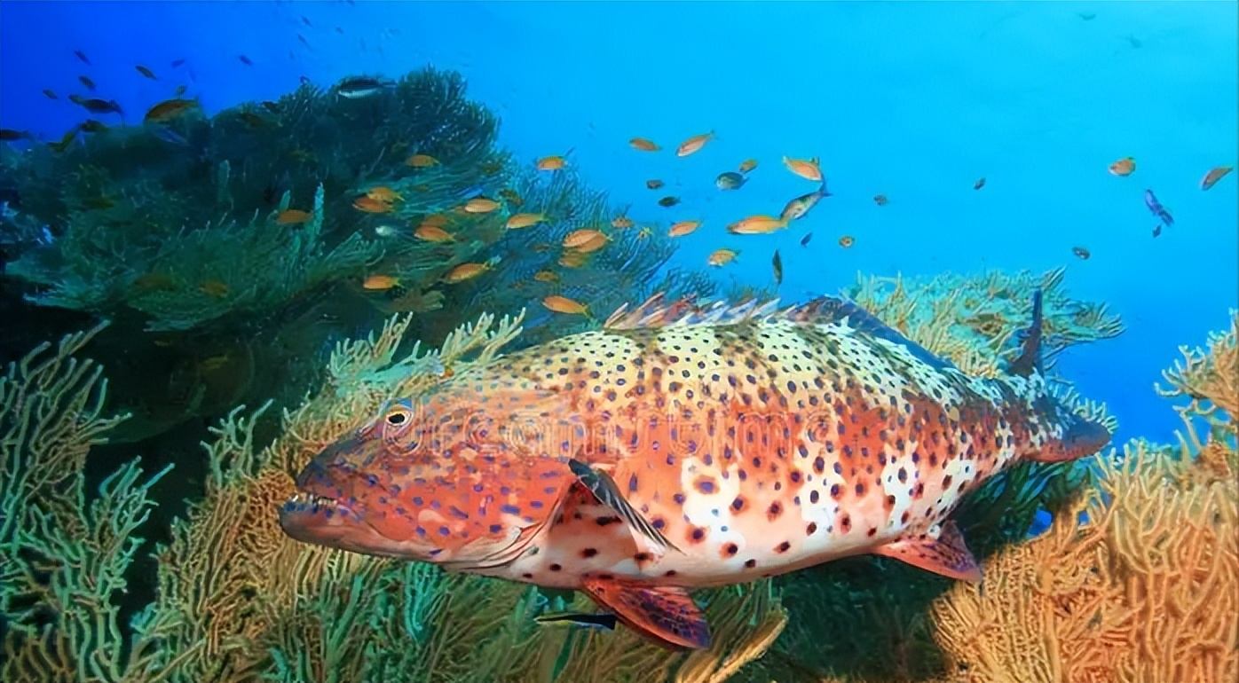 两种环境富集方法对石斑鱼幼鱼认知能力和生长性能的影响