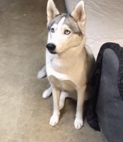 二傻子哈士奇怎么养,双血统哈士奇好养吗