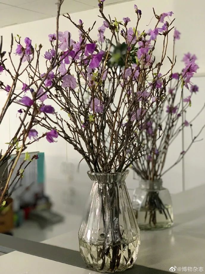 权威解读谣言粉碎机,谣言粉碎机