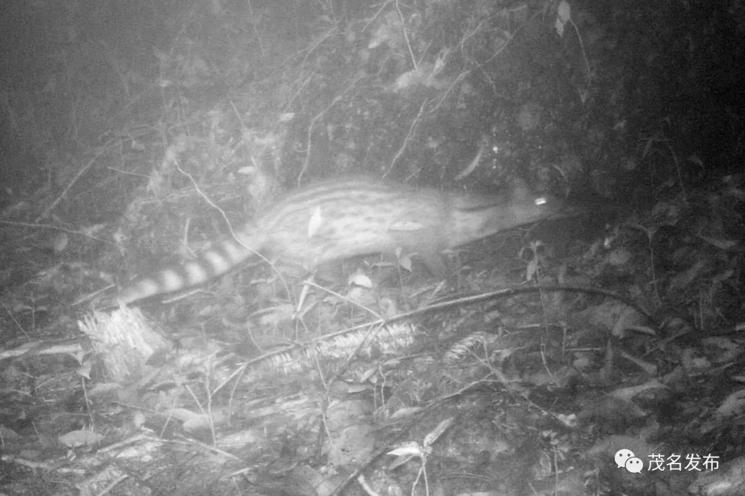 浙江神奇物种,茂名发现新物种