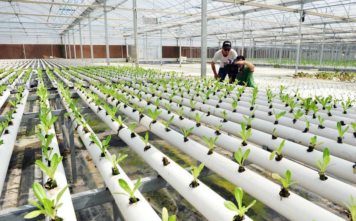 蔬菜大棚补贴找哪个部门,大棚补贴2023价格表