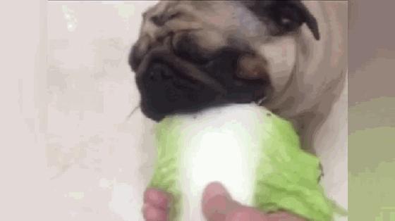 巴哥犬后腿无力是什么原因,巴哥犬不吃东西是怎么回事