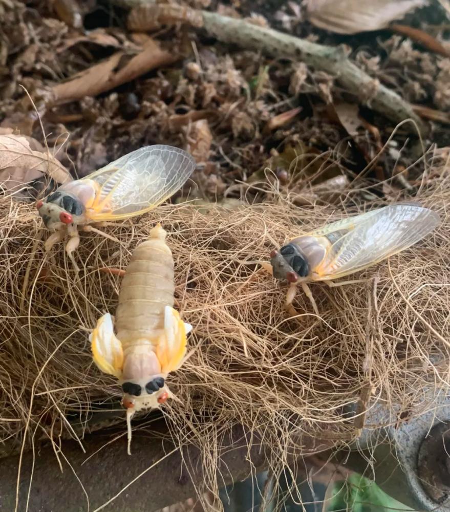 芦笋地里养殖金蝉技术,潍坊金蝉养殖技术