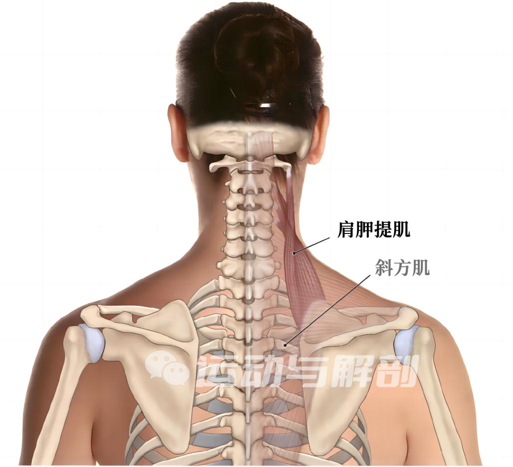 肩胛提肌这块肌肉经常被我们过度代偿,你有没有中过招?